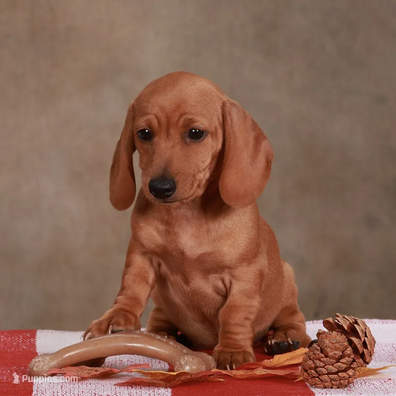 Stella  – Miniature Dachshund puppy for sale in Russell, MA