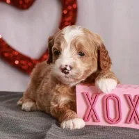 Griffin, a male Miniature Goldendoodle for sale in Russell, MA – Photo 3 of 4