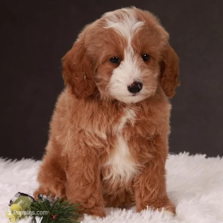 Griffin, a male Miniature Goldendoodle for sale in Russell, MA – Photo 1 of 4