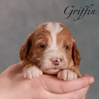 Griffin, a male Miniature Goldendoodle for sale in Russell, MA – Photo 4 of 4