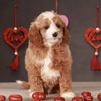 Griffin, a male Miniature Goldendoodle for sale in Russell, MA – Photo 2 of 4