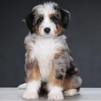 Lance- Genetic Tested + Trained, a male Bernedoodle for sale in Russell, MA – 1 of 10