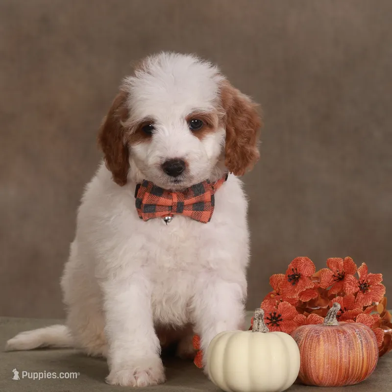 Dalton  – Miniature Goldendoodle puppy for sale in Russell, MA
