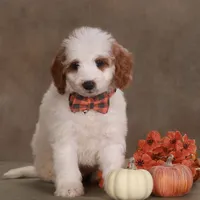 Dalton , a male Miniature Goldendoodle for sale in Russell, MA – 1 of 1