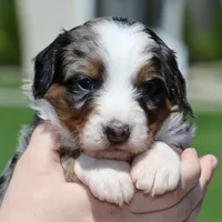 Lance- Genetic Tested, a male Bernedoodle for sale in Russell, MA – 9 of 10