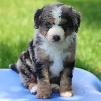 Leo- Genetic Tested, a male Bernedoodle for sale in Russell, MA – 5 of 10