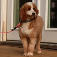 George, a male Miniature Goldendoodle for sale in Russell, MA – Photo 5 of 6