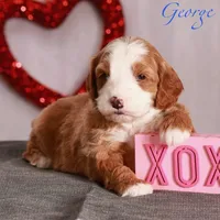 George, a male Miniature Goldendoodle for sale in Russell, MA – Photo 2 of 6