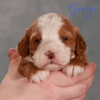 George, a male Miniature Goldendoodle for sale in Russell, MA – Photo 3 of 6