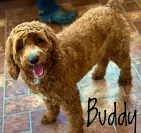 George, a male Miniature Goldendoodle for sale in Russell, MA – Photo 6 of 6