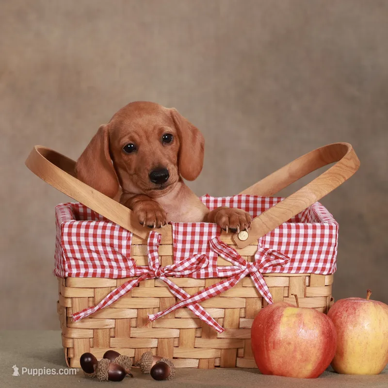 Stella  – Miniature Dachshund puppy for sale in Russell, MA