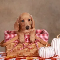 Sam, a male Miniature Dachshund for sale in Russell, MA – 1 of 1