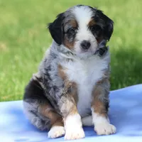 Lance- Genetic Tested, a male Bernedoodle for sale in Russell, MA – 6 of 10
