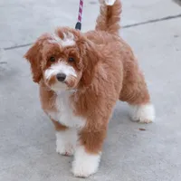 Ella- Crate and House Trained!, a female Miniature Goldendoodle for sale in Russell, MA – Photo 5 of 6