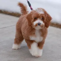 Ella- Crate and House Trained!, a female Miniature Goldendoodle for sale in Russell, MA – Photo 2 of 6