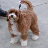 Ella- Crate and House Trained!, a female Miniature Goldendoodle for sale in Russell, MA – Photo 6 of 6