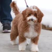 Ella- Crate and House Trained!, a female Miniature Goldendoodle for sale in Russell, MA – Photo 1 of 6