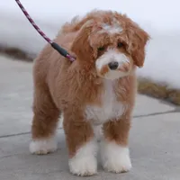 Ella- Crate and House Trained!, a female Miniature Goldendoodle for sale in Russell, MA – Photo 4 of 6