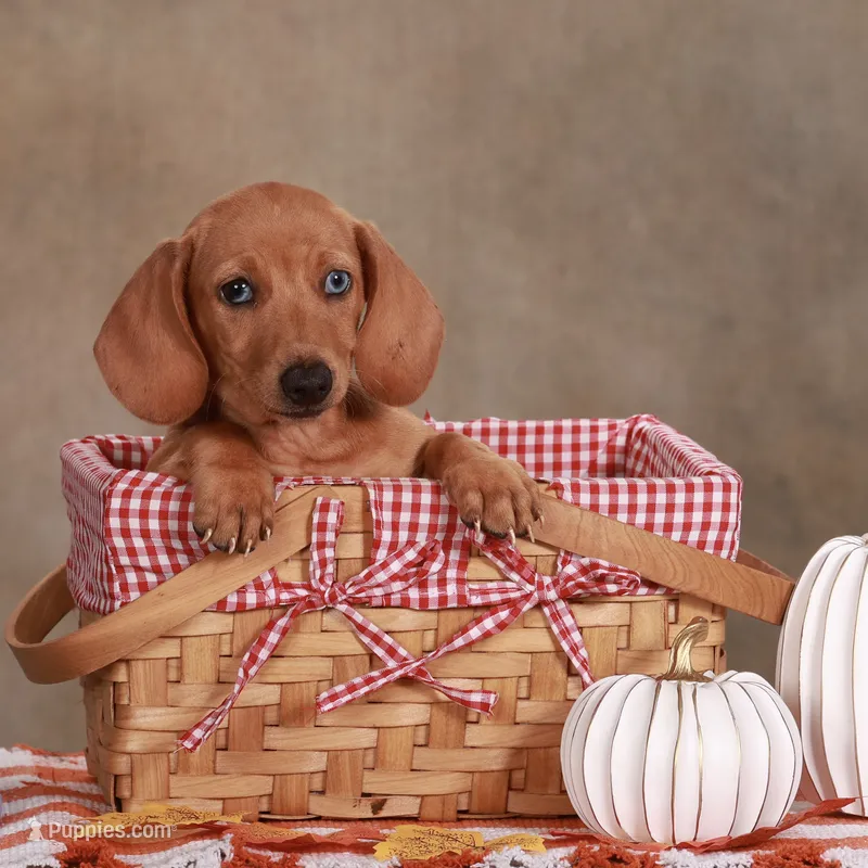 Sadie – Miniature Dachshund puppy for sale in Russell, MA