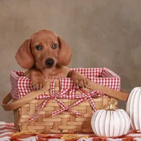 Sadie, a female Miniature Dachshund for sale in Russell, MA – 1 of 1