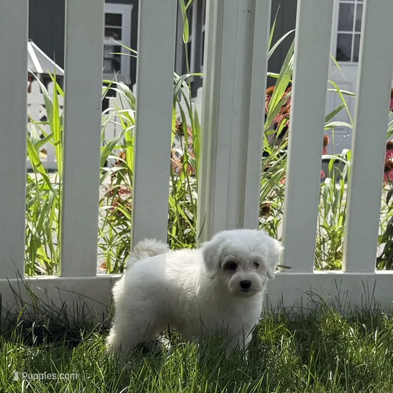 Cathie – Goldendoodle puppy for sale in Russell, MA