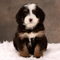 Darcy, a female Miniature Bernedoodle for sale in Russell, MA – Photo 1 of 5