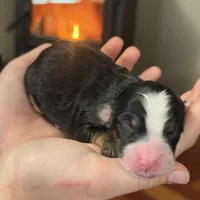 Darcy, a female Miniature Bernedoodle for sale in Russell, MA – Photo 5 of 5