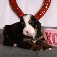 Darcy, a female Miniature Bernedoodle for sale in Russell, MA – Photo 4 of 5