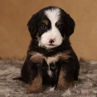 Darcy, a female Miniature Bernedoodle for sale in Russell, MA – Photo 3 of 5