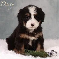 Darcy, a female Miniature Bernedoodle for sale in Russell, MA – Photo 2 of 5