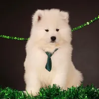 Atlas Jr., a male Samoyed for sale in Russell, MA – Photo 3 of 7