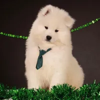 Atlas Jr., a male Samoyed for sale in Russell, MA – Photo 2 of 7