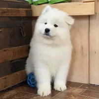 Atlas Jr., a male Samoyed for sale in Russell, MA – Photo 6 of 7