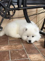 Atlas Jr., a male Samoyed for sale in Russell, MA – Photo 7 of 7