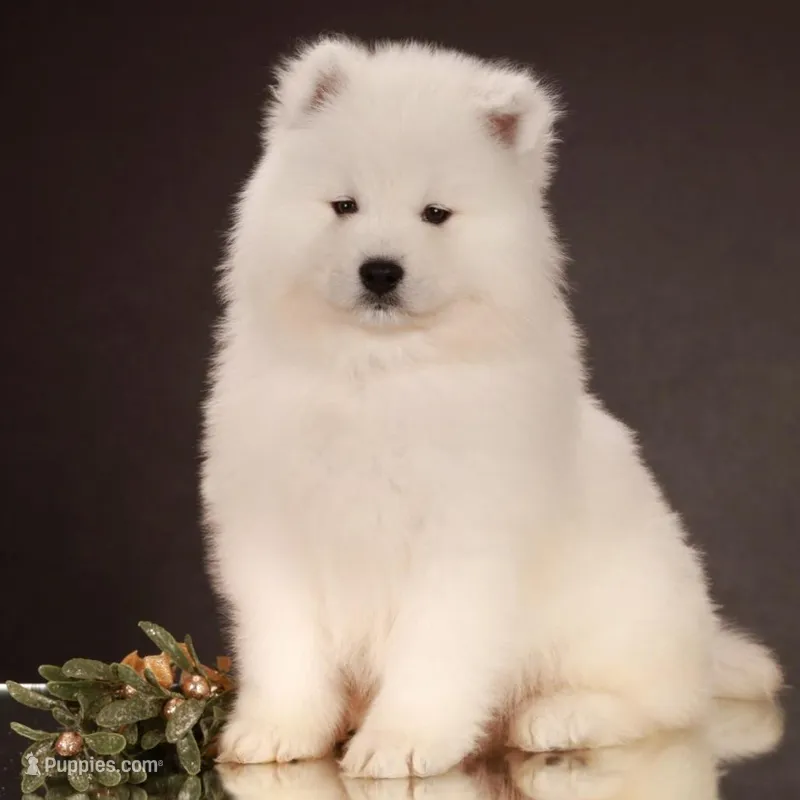 Atlas Jr., a male Samoyed for sale in Russell, MA – Photo 1 of 7