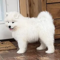 Atlas Jr., a male Samoyed for sale in Russell, MA – Photo 5 of 7