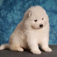 Atlas Jr., a male Samoyed for sale in Russell, MA – Photo 4 of 7