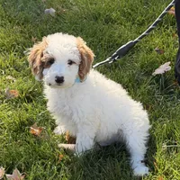 Snoopy, a male Miniature Goldendoodle for sale in Russell, MA – 2 of 5
