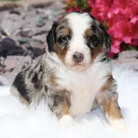 Lance- Genetic Tested, a male Bernedoodle for sale in Russell, MA – 8 of 10