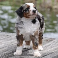 Lance- Genetic Tested, a male Bernedoodle for sale in Russell, MA – 3 of 10