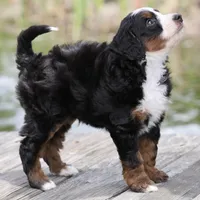 Lewis- Genetic Tested!, a male Bernedoodle for sale in Russell, MA – 4 of 10