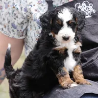 Lewis- Genetic Tested!, a male Bernedoodle for sale in Russell, MA – 5 of 10