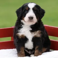Lewis- Genetic Tested!, a male Bernedoodle for sale in Russell, MA – 7 of 10