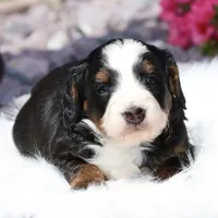 Lewis- Genetic Tested!, a male Bernedoodle for sale in Russell, MA – 8 of 10