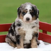 Leo- Genetic Tested, a male Bernedoodle for sale in Russell, MA – 6 of 10