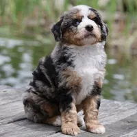 Leo- Genetic Tested, a male Bernedoodle for sale in Russell, MA – 4 of 10