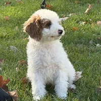 Snoopy, a male Miniature Goldendoodle for sale in Russell, MA – 3 of 5