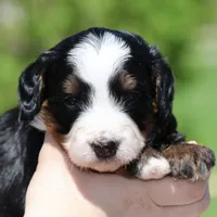 Lewis- Genetic Tested!, a male Bernedoodle for sale in Russell, MA – 9 of 10