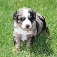 Leo- Genetic Tested, a male Bernedoodle for sale in Russell, MA – 7 of 10