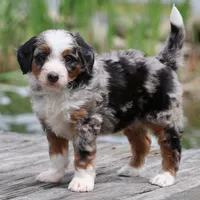 Lance- Genetic Tested, a male Bernedoodle for sale in Russell, MA – 5 of 10